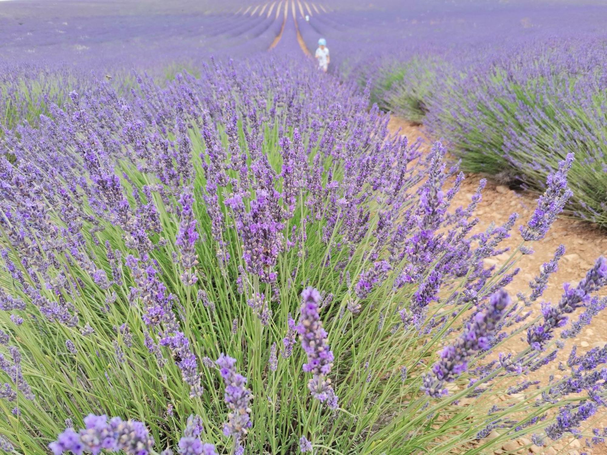 Gite En Provence Lavande Modene Экстерьер фото